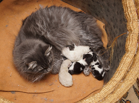 Melody mit ihren Kitten am 8. Februar 2020